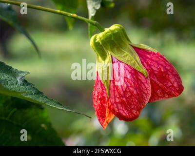 Makrofotografie einer roten abutilon Blume vollständig geöffnet, in einem Garten in der Nähe der Kolonialstadt Villa de Leyva, Kolumbien gefangen. Stockfoto