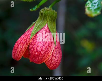 Makrofotografie einer roten abutilon Blume vollständig geöffnet, in einem Garten in der Nähe der Kolonialstadt Villa de Leyva, Kolumbien gefangen. Stockfoto