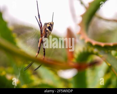 Makrofotografie einer silbernen argiopspinne, die in einer Kandelaber-Aloe-Pflanze aus ihrem Netz hängt, aufgenommen in einem Garten in der Nähe der Kolonialstadt Villa de Stockfoto