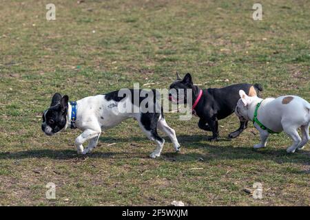 Im Park spielen drei Hunde der französischen Bulldogge. Stockfoto