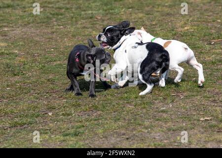 Im Park spielen drei Hunde der französischen Bulldogge. Stockfoto