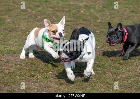 Im Park spielen drei Hunde der französischen Bulldogge. Stockfoto