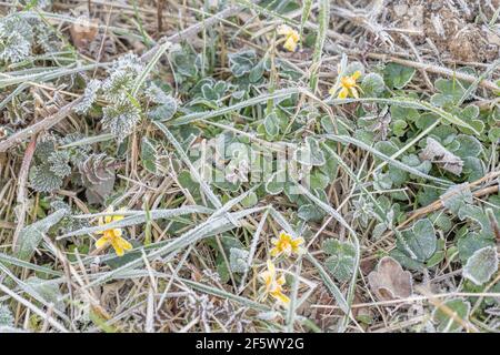 Starker Frost auf der Blattoberfläche der Blüte kleiner Celandine / Ranunculus ficaria. Für Winterwetter, UK Kälteeinbruch, gefrorene Pflanzen, Heilpflanzen. Stockfoto