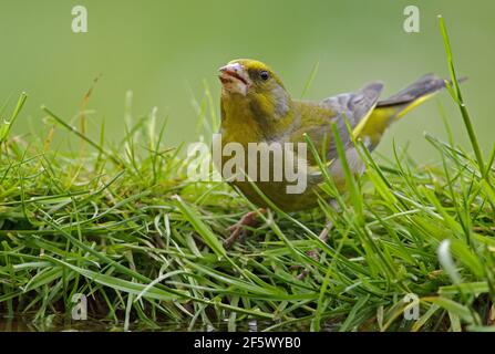 Männlicher europäischer Grünfink Trinkwasser - Chloris chloris Stockfoto