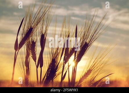 Goldene Ähren von Gerste auf dem Feld bei Sonnenuntergang. Natur Hintergrund. Stockfoto