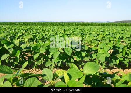 Wachsende grüne Sojabohnen Pflanze auf dem Feld. Sojaplantage. Stockfoto