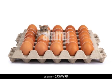 Niedlicher brauner Hamster, versteckt in Tablett von braunen frischen Hühnereiern. Blick auf die Kamera, isoliert auf weißem Hintergrund. Stockfoto