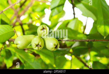 Syzygium malaccense - Malaiischer Rosenapfel Stockfoto