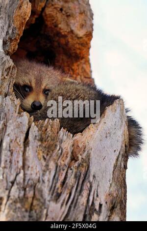 Waschbär geschützt in einem hohlen Baum in den Wald, Quebec, Kanada Stockfoto