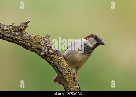 Männlicher Haussperling (Passer domesticus), der auf einem Ast thront. Spatz für Erwachsene auf isoliertem Hintergrund und Platz für Text. Stockfoto