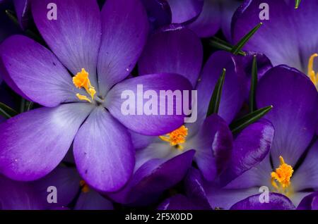 Wunderschöne dunkelviolette Krokus blüht von oben Stockfoto