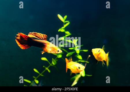 Guppys im Süßwasseraquarium mit grün schön bepflanzt tropischen. Fische im Süßwasseraquarium mit grün schön bepflanzt tropischen. Stockfoto