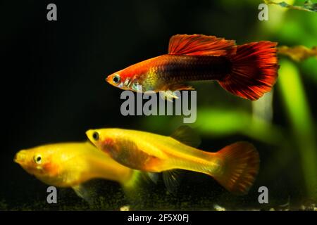 Guppys im Süßwasseraquarium mit grün schön bepflanzt tropischen. Fische im Süßwasseraquarium mit grün schön bepflanzt tropischen. Stockfoto