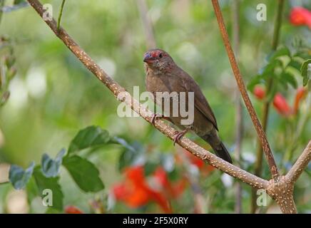 Rotschnabel-Feuerfink (Lagonosticta senegala) Weibchen auf Zweig Lake Naivasha, Kenia thront November Stockfoto