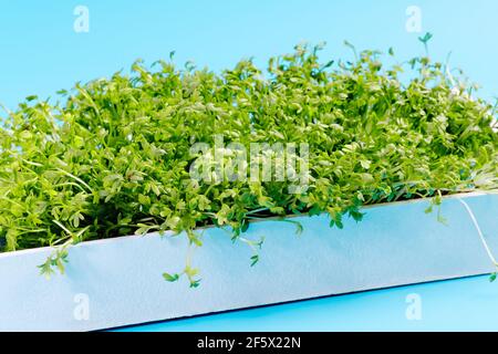 Microgreens auf blauem Hintergrund in einem weißen Holzbehälter für das Sprießen von Grüns. Grüne Lebensmittel. Super Essen. Diät-Essen. Stockfoto