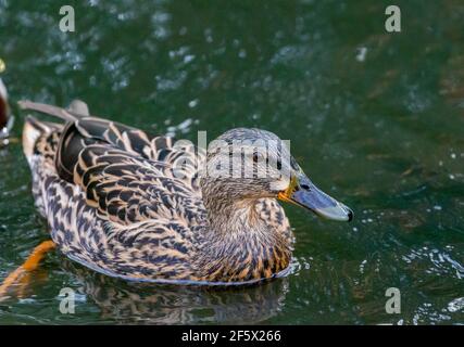 Weibliche Mallard-Ente (Anas platyrhynchos) schwimmt auf dem Wasser in Ackers Pit, Warrington, Großbritannien Stockfoto