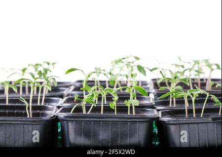Setzlinge von Tomaten in Töpfen auf weißem Hintergrund Stockfoto