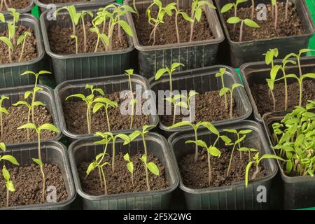 Junge Tomatensämlinge in Töpfen in einem Gewächshaus Stockfoto