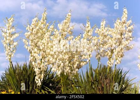 Yucca blüht Wüstenpflanzen Stockfoto