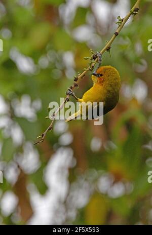 Brillenwebermännchen (Ploceus ocularis suahelicus), das an einem dünnen Zweig am Naivasha-See, Kenia, hängt November Stockfoto