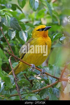 Brillenweber (Ploceus ocularis suahelicus) Weibchen, die im Busch Lake Naivasha, Kenia, thront November Stockfoto