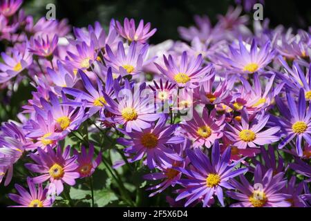 Hellviolette Farbe der Hybrid-Cineraria-Blüten "Sunsenegonana", auch bekannt als Pericallis Senetti Magic Salmon Stockfoto