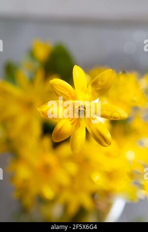 Kleiner Zöllner, Butterbecher mit Feigenwurzel (Ranunculus ficaria, Ficaria verna) Stockfoto