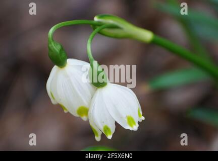 Die winzigen weißen Blüten von Snowdrops nicken, blühend im Frühjahr Stockfoto