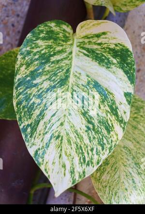 Nahaufnahme eines großen Blattes aus goldenem Pothos Stockfoto