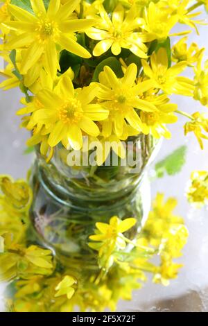 Kleiner Zöllner, Butterbecher mit Feigenwurzel (Ranunculus ficaria, Ficaria verna) Stockfoto