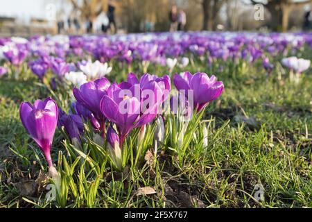 Lila Krokusse auf einer Wiese im Park Stockfoto