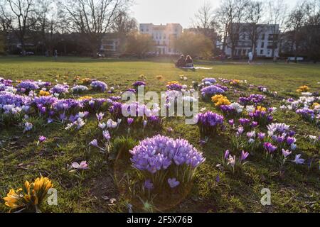 Blühende Krokusse eine Wiese im Park Stockfoto