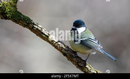 Vogel, Natur, wild lebende Tiere, Ast, Tier, blau, meise, Kohlmeise Stockfoto