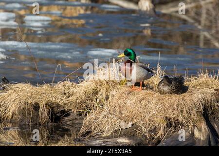 mallard-Paar (Anas platyrhynchos) im Frühjahr Stockfoto