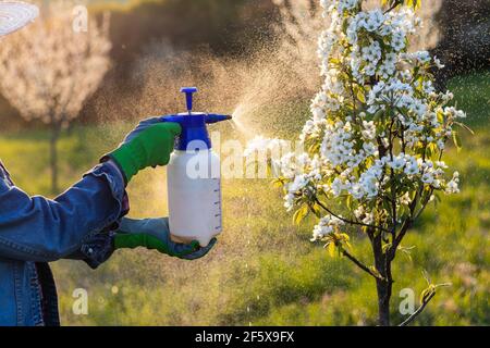 Sprühen Obstbaum durch Pestizid. Hände tragen Schutzhandschuhe mit Feldspritze in blühenden Obstgarten. Landwirt Garten im Frühjahr Stockfoto