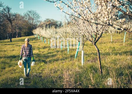 Frau Bauer mit Sprühflasche während der Gartenarbeit in blühenden Obstgarten im Frühjahr. Wandern in Bio-Bauernhof Stockfoto