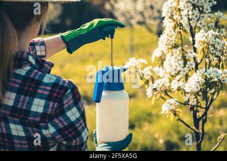 Frau Bäuerin mit Feldspritze während der Gartenarbeit in blühenden Obstgarten im Frühjahr. Pumpe der Sprühflasche vor dem Sprühen von Pestiziden am Baum schieben Stockfoto