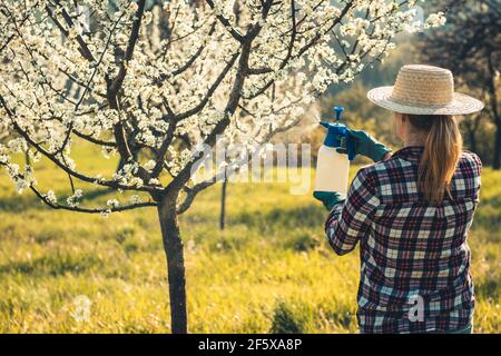 Bäuerin sprüht Blüte Pflaumenbaum in Obstgarten. Mit Sprühflasche mit Pestizid während der Frühjahrsgärtnerei Stockfoto