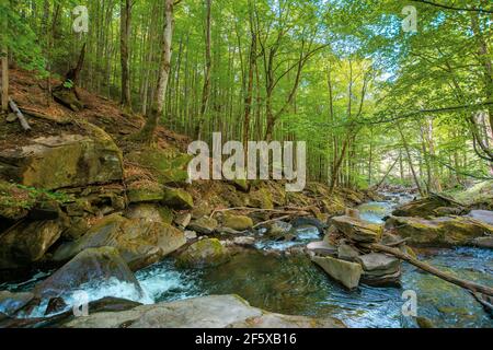 Bergbach fließt durch den Wald. Frühling Natur Landschaft an einem sonnigen Tag. Schnelles Wasser fließt zwischen den Felsen. Buchen am Ufer in üppig grünen f Stockfoto