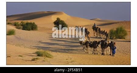 Eine Karawane von Kamelen, die den Twarig gehört, fährt ab In die Sahara Deser bei Timbuktu in Mali.Foto von David Sandison 17/12/2002 Kopie von Mike Mc Carthy Stockfoto