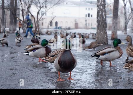 Im Frühjahr füttern die Menschen im Park Enten. Stockfoto