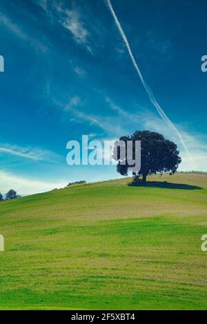 Blick auf eine einsame Steineiche auf einem grünen Hügel In der andalusischen Landschaft Stockfoto