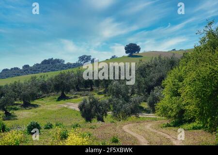 Blick auf eine einsame Steineiche auf einem grünen Hügel In der andalusischen Landschaft Stockfoto