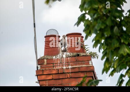 möwe und Küken brüten auf dem Schornstein auf dem Hausdach Stockfoto