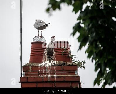 möwe und Küken, die auf Schornstein brüten, stapeln sich in England Stockfoto