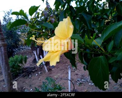 salvador, bahia, brasilien - 26. november 2020: hibiskuspflanze ist in der Stadt Salvador zu sehen. Stockfoto