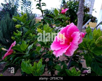 salvador, bahia, brasilien - 26. november 2020: hibiskuspflanze ist in der Stadt Salvador zu sehen. Stockfoto