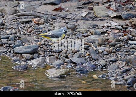 Grauer Wagtail an einem Bach im Wald von Dean VEREINIGTES KÖNIGREICH Stockfoto