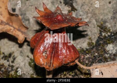 Gallenwespen auf dem Boden, Andricus viscosus, Katalonien, Spanien Stockfoto