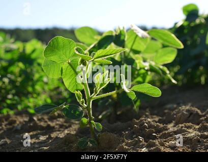 Wachsende grüne Sojabohnen Pflanze auf dem Feld. Stockfoto